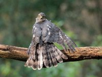 Accipiter nisus 160, Sperwer, Saxifraga-Luuk Vermeer