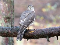 Accipiter nisus 165, Sperwer, Saxifraga-Luuk Vermeer