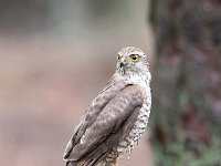 Accipiter nisus 168, Sperwer, Saxifraga-Luuk Vermeer