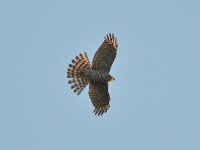 Accipiter nisus 173, Sperwer, Saxifraga-Tom Heijnen