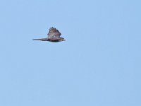 Accipiter nisus 180, Sperwer, Saxifraga-Tom Heijnen