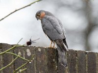 Accipiter nisus 60, Sperwer, Saxifraga-Luuk Vermeer