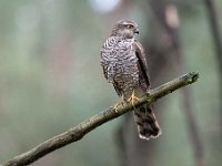 Accipiter nisus 65, Sperwer, Saxifraga-Luuk Vermeer