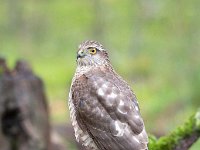 Accipiter nisus 66, Sperwer, Saxifraga-Luuk Vermeer