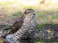 Accipiter nisus 70, Sperwer, Saxifraga-Luuk Vermeer