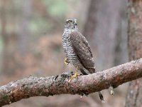 Accipiter nisus 83, Sperwer, Saxifraga-Luuk Vermeer