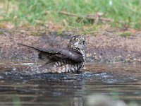 Accipiter nisus 85, Sperwer, Saxifraga-Luuk Vermeer