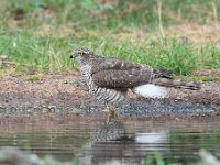 Accipiter nisus 92, Sperwer, Saxifraga-Luuk Vermeer