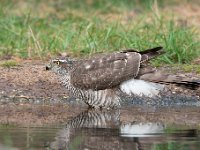 Accipiter nisus 95, Sperwer, Saxifraga-Luuk Vermeer