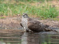 Accipiter nisus 96, Sperwer, Saxifraga-Luuk Vermeer