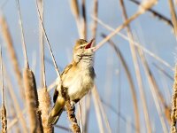 Acrocephalus arundinaceus 28, Grote karekiet, Saxifraga-Bart Vastenhouw