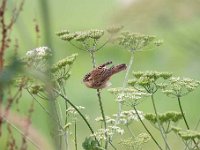 Acrocephalus schoenobaenus 40, Rietzanger, Saxifraga-Luuk Vermeer