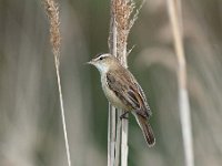 Acrocephalus schoenobaenus 46, Rietzanger, Saxifraga-Luuk Vermeer