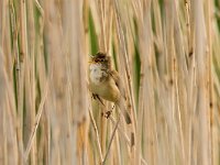 Acrocephalus scirpaceus 41, Kleine karekiet, adult male, Saxifraga-Theo Verstrael