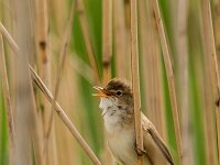 Acrocephalus scirpaceus 42, Kleine karekiet, adult male, Saxifraga-Theo Verstrael