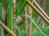 Acrocephalus scirpaceus 47, Kleine karekiet, adult male, Saxifraga-Theo Verstrael
