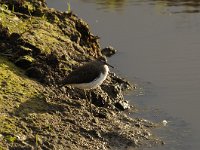 Actitis hypoleucos 17, Oeverloper, Saxifraga-Luuk Vermeer