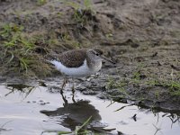 Actitis hypoleucos 20, Oeverloper, Saxifraga-Luuk Vermeer