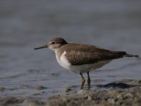 Actitis hypoleucos 28, Oeverloper, Saxifraga-Luuk Vermeer