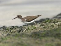Actitis macularia, Spotted Sandpiper