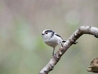 Aegithalos caudatus 43, Staartmees, Saxifraga-Luuk Vermeer