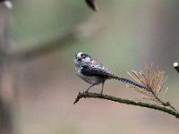 Aegithalos caudatus 44, Staartmees, Saxifraga-Luuk Vermeer