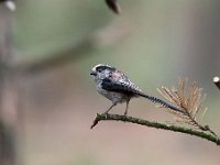 Aegithalos caudatus 45, Staartmees, Saxifraga-Luuk Vermeer