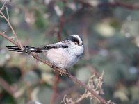 Aegithalos caudatus 54, Staartmees, Saxifraga-Luuk Vermeer