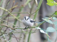 Aegithalos caudatus 62, Staartmees, Saxifraga-Luuk Vermeer