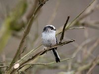 Aegithalos caudatus 81, Staartmees, Saxifraga-Luuk Vermeer