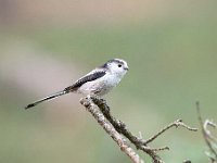 Aegithalos caudatus 85, Staartmees, Saxifraga-Luuk Vermeer