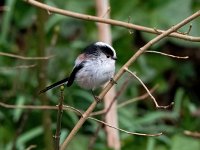 Aegithalos caudatus 87, Staartmees, Saxifraga-Bart Vastenhouw