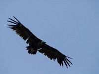 Aegypius monachus, Monk Vulture