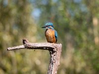 Alcedo atthis 100, IJsvogel, Saxifraga-Luuk Vermeer