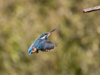 Alcedo atthis 104, IJsvogel, Saxifraga-Luuk Vermeer