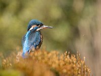 Alcedo atthis 115, IJsvogel, Saxifraga-Luuk Vermeer