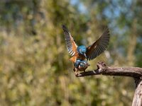 Alcedo atthis 117, IJsvogel, Saxifraga-Luuk Vermeer