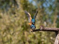 Alcedo atthis 118, IJsvogel, Saxifraga-Luuk Vermeer