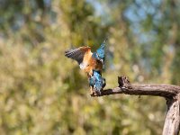 Alcedo atthis 119, IJsvogel, Saxifraga-Luuk Vermeer