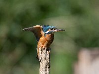 Alcedo atthis 122, IJsvogel, Saxifraga-Luuk Vermeer