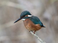 Alcedo atthis 125, IJsvogel, Saxifraga-Luuk Vermeer