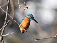 Alcedo atthis 127, IJsvogel, Saxifraga-Luuk Vermeer