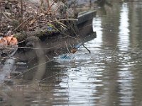 Alcedo atthis 130, IJsvogel, Saxifraga-Luuk Vermeer