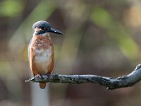 Alcedo atthis 133, IJsvogel, Saxifraga-Luuk Vermeer