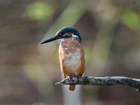 Alcedo atthis 134, IJsvogel, Saxifraga-Luuk Vermeer