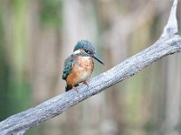 Alcedo atthis 146, IJsvogel, Saxifraga-Luuk Vermeer