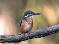 Alcedo atthis 148, IJsvogel, Saxifraga-Luuk Vermeer