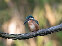 Alcedo atthis 150, IJsvogel, Saxifraga-Luuk Vermeer