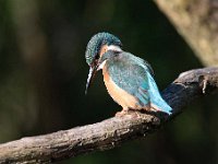 Alcedo atthis 158, IJsvogel, Saxifraga-Luuk Vermeer