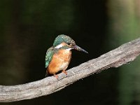 Alcedo atthis 160, IJsvogel, Saxifraga-Luuk Vermeer